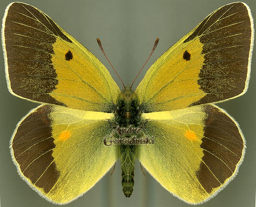 http://www.gorodinski.ru/pieridae/Colias wiskotti.jpg